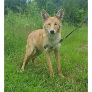 Coyote-and-Dog-Breeding