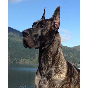 Daynakin-Great-Danes-LLC