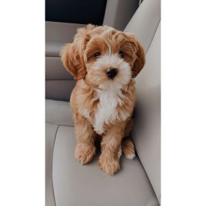 Do-Generations-Make-a-Cavapoo-Hypoallergenic