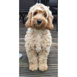 How-Big-Do-Cockapoos-Get-and-When-Is-a-Cockapoo-Full-Size