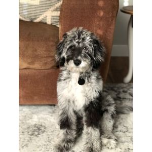 How-Much-Is-An-Aussiedoodle-Every-Year