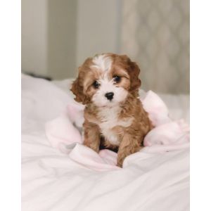 How-To-Tell-if-a-Cavapoo-Is-Hypoallergenic