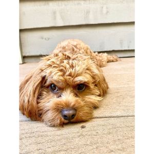 Managing-Allergy-Symptoms-Around-Cavapoos