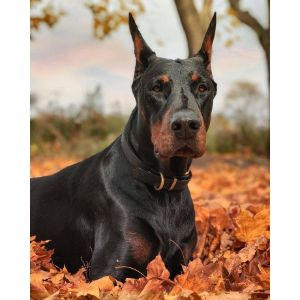 More-Information-About-Doberman-Breeders-in-Florida