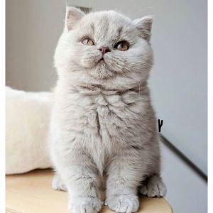 Ouachita-British-Shorthairs