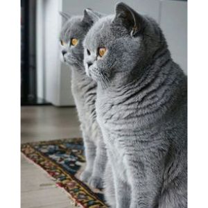 Shining-Blue-Cats