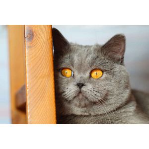 Things-To-Consider-When-Choosing-a-Reputable-British-Shorthair-Breeder