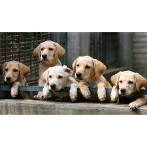 Tips-To-Help-You-Pick-a-Dog-Breeder