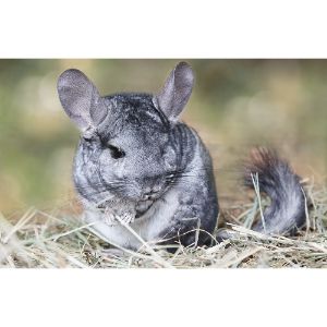 Tips-for-Taking-Care-of-Chinchillas