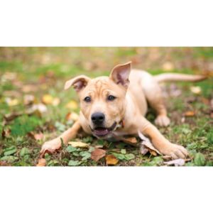 What-Are-Animal-Breeding-Rights-for-Dogs