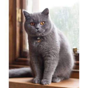 Whats-the-Cost-of-Buying-a-British-Shorthair-From-a-Breeder