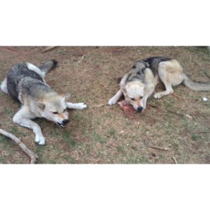 conclusion-coyote-and-dog-breeding