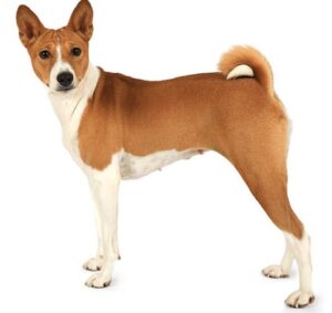 Basenji