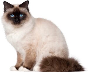 Birman