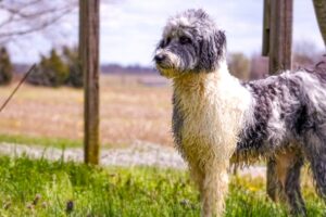 standard-aussiedoodle