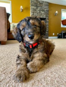 toy-aussiedoodle